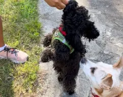 Step <p>Dejar reposar en la nevera aproximadamente cuatro horas y después nuestro peludito puede disfrutar de esas deliciosas Gominolas. </p><p><br></p> illustration